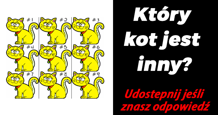 ktory-kot-jest-inny